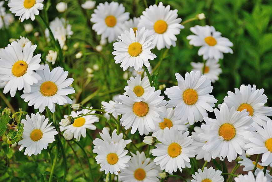 Vibrant White Daisies with Yellow Centers in Green Field