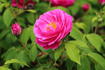 Vibrant Pink Rose Bloom in Green Garden