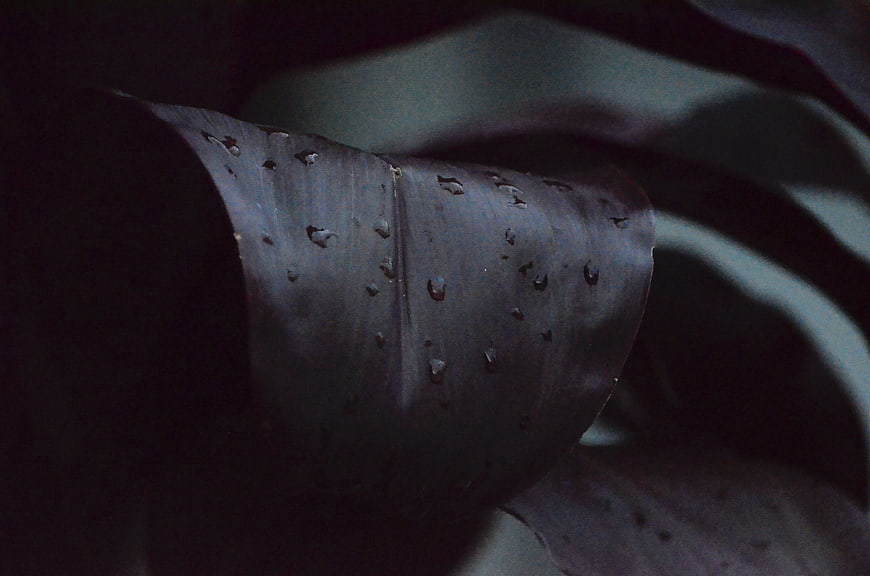 Close-up of dark purple leaf with water droplets