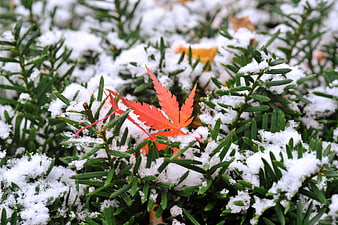 Red maple leaf on snow-covered evergreen branches
