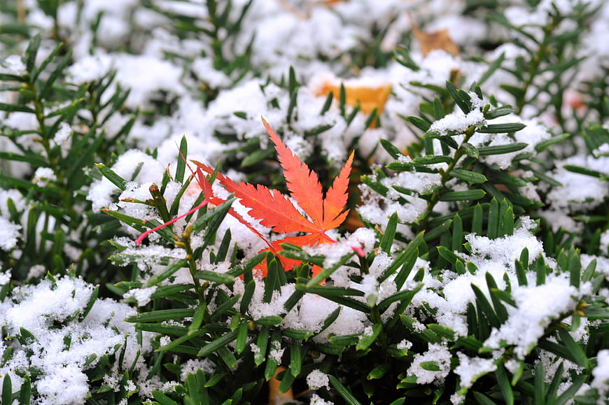 Red maple leaf on snow-covered evergreen branches