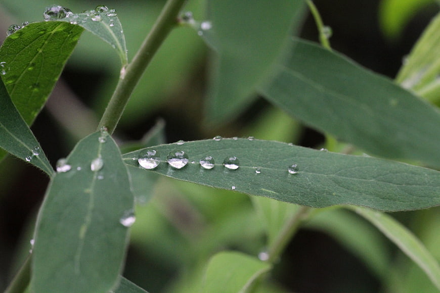 Close-up of green leaves with fresh raindrops