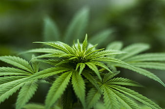 Close-up of vibrant green cannabis plant leaves