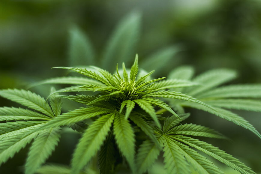 Close-up of vibrant green cannabis plant leaves