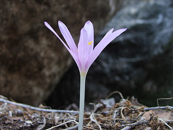 Delicate Pink Autumn Crocus Flower Growing in Soil