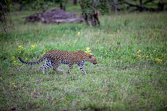 Leopard Walking Through Green Grass in African Wilderness