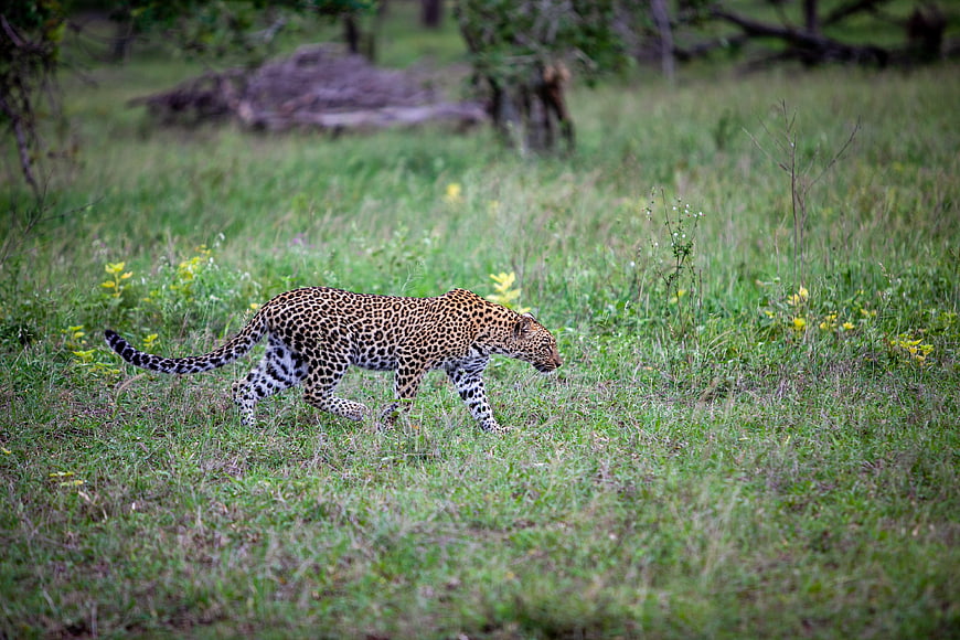 Leopard Walking Through Green Grass in African Wilderness