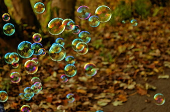 Colorful Soap Bubbles Floating in Autumn Forest