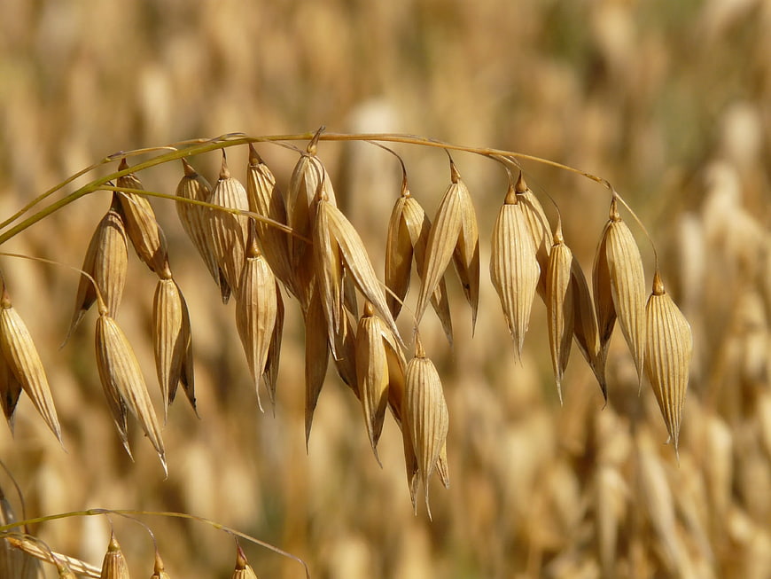 Close-up of ripe oat stalks in a golden field