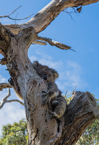 Sleeping Koala Bear Clinging to Eucalyptus Tree Trunk