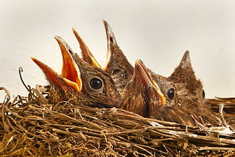 Baby birds with open beaks in a nest