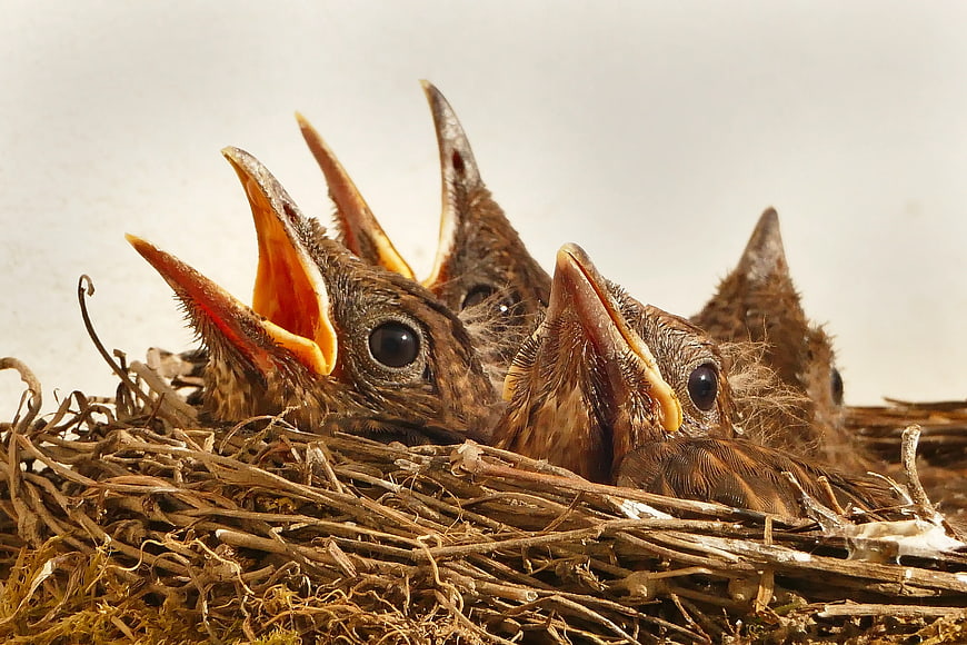 Baby birds with open beaks in a nest