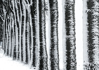 Black and white birch trees in winter snow