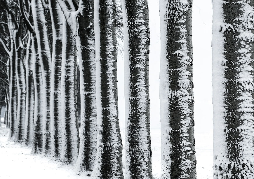 Black and white birch trees in winter snow