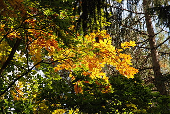 Sunlit golden autumn leaves in a mixed forest canopy