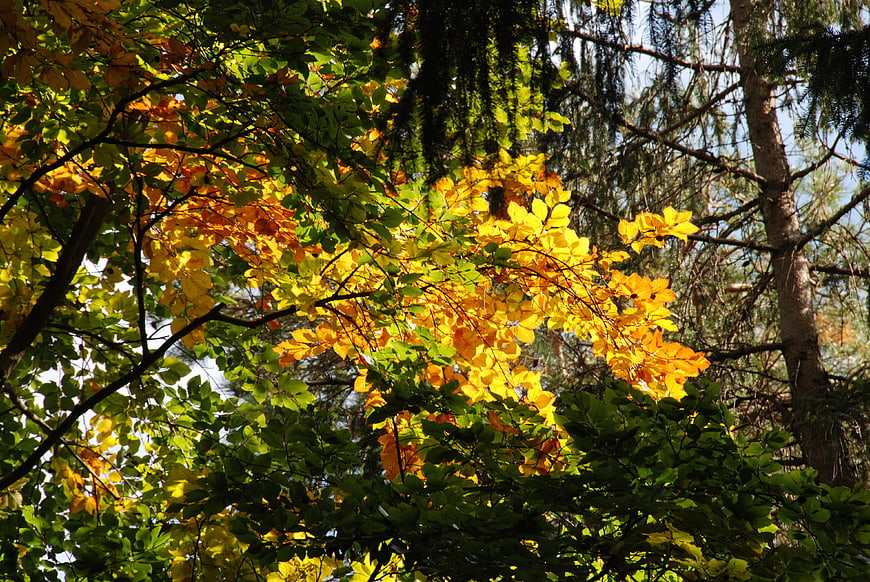 Sunlit golden autumn leaves in a mixed forest canopy