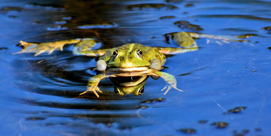 Green frog swimming in blue pond water