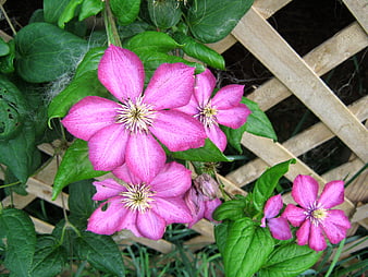 Vibrant Pink Clematis Flowers Climbing on Wooden Garden Trellis