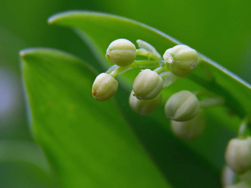 Close-up of Lily of the Valley Buds on Green Leaves