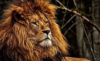 Majestic Male Lion Close Up Portrait With Thick Mane