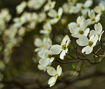 Close-up of white dogwood blossoms on a branch