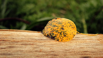 Yellow autumn leaf with spots on wooden surface