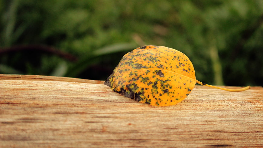 Yellow autumn leaf with spots on wooden surface