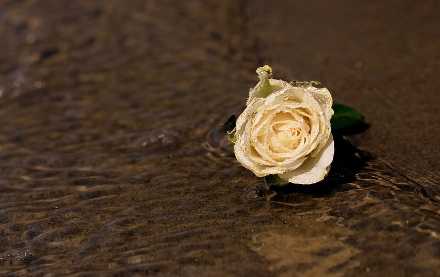 White Rose Floating in Shallow Water