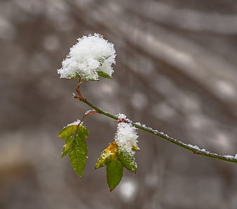 Snow-covered rose branch with green leaves in winter