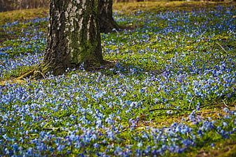 Siberian Squill Wildflowers Blooming Under Birch Tree in Spring Forest