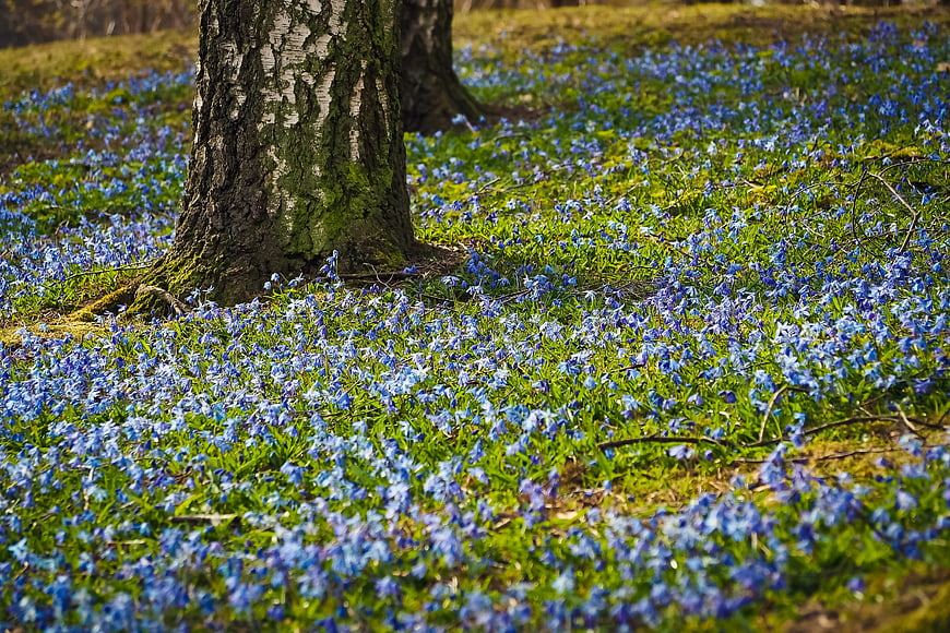 Siberian Squill Wildflowers Blooming Under Birch Tree in Spring Forest