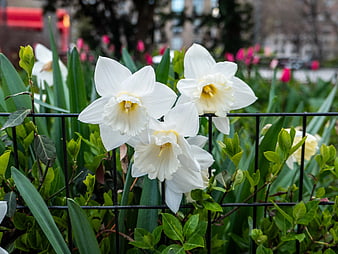 White Daffodils Blooming Behind Black Metal Fence