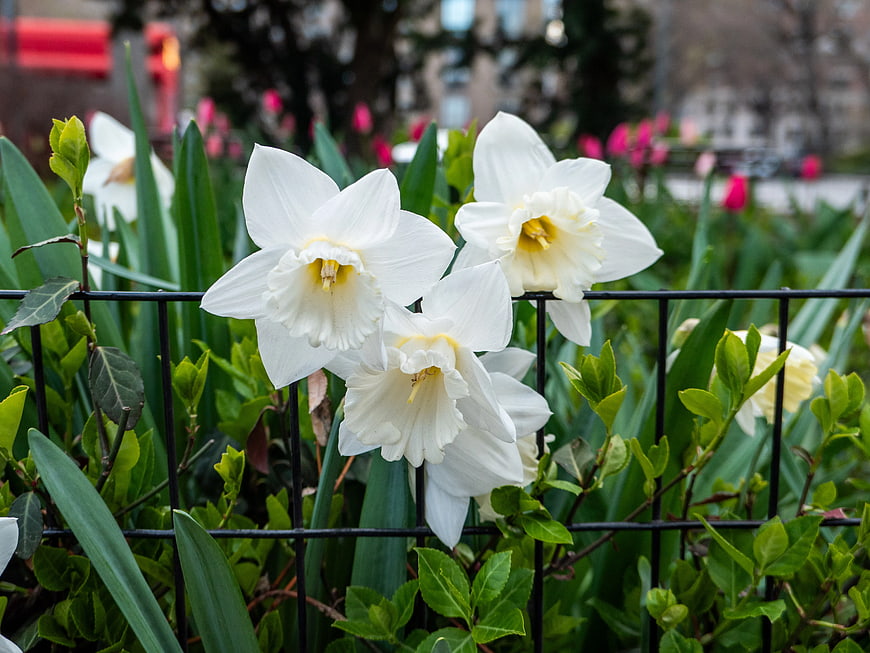 White Daffodils Blooming Behind Black Metal Fence