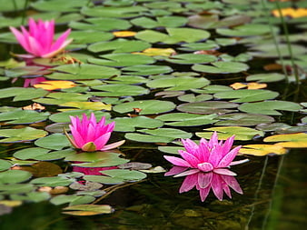 Pink Water Lilies Floating on Green Lily Pads in a Pond