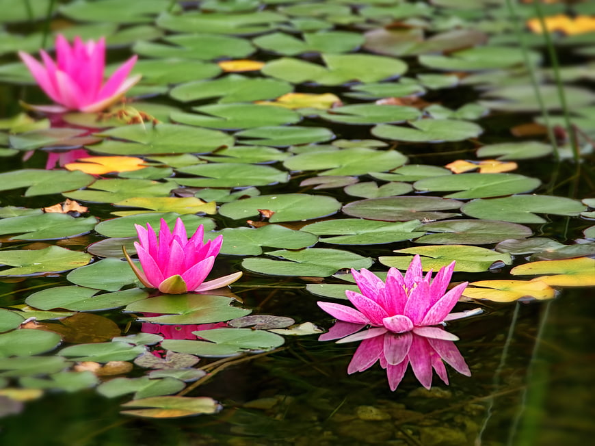 Pink Water Lilies Floating on Green Lily Pads in a Pond