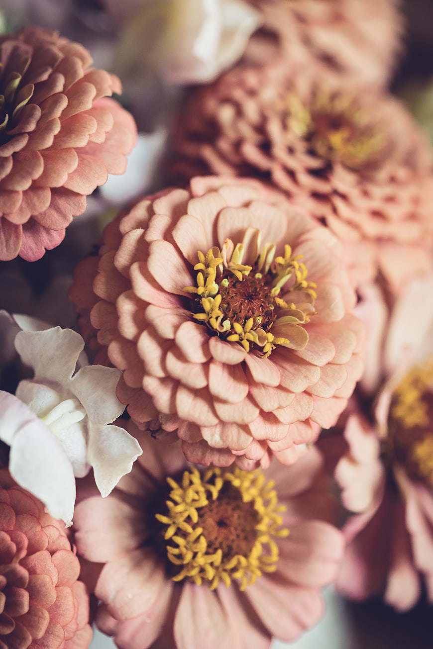 Close-up of pink zinnia flowers with yellow centers