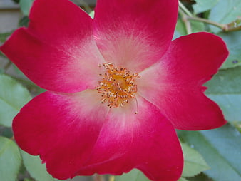 Close-up of vibrant pink wild rose with yellow center