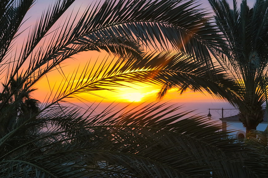 Silhouetted Palm Fronds Against Vibrant Sunset Sky