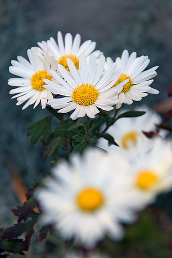 Close-up of white daisies with yellow centers in a garden