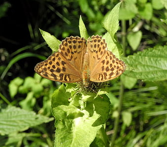 Orange Fritillary Butterfly Resting on Green Leaf