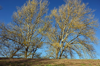 Bare Birch Trees On A Hillside Against A Clear Blue Sky