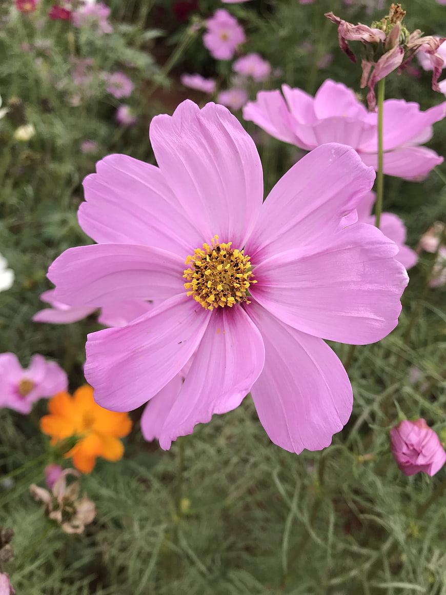 Close-up of pink cosmos flower with yellow center in garden
