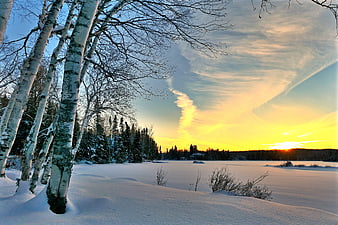 Winter Birch Trees and Frozen Lake at Golden Sunset