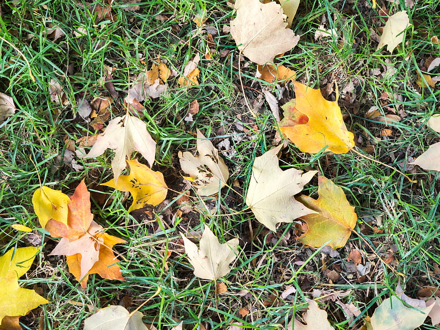 Fallen autumn leaves on green grass background