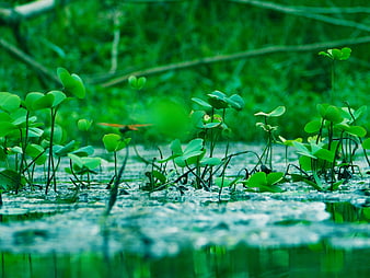 Close-up of green aquatic plants in a pond
