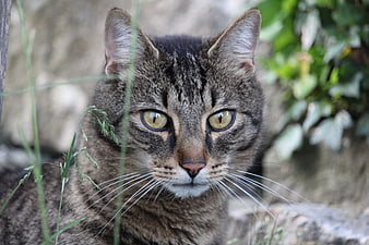 Close-up portrait of a brown tabby cat with green eyes