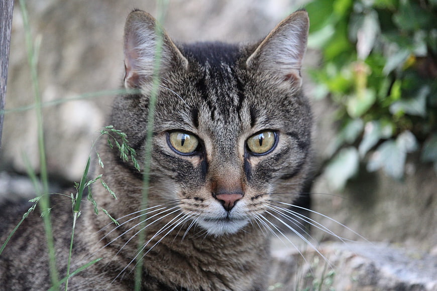 Close-up portrait of a brown tabby cat with green eyes