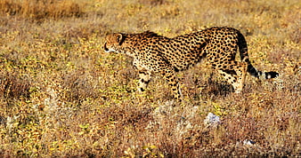 Cheetah Walking Through Dry Savanna Grassland