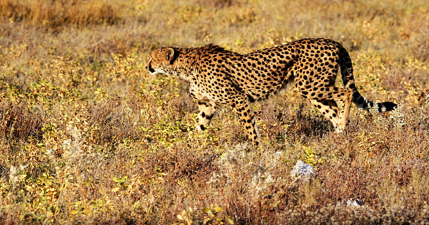 Cheetah Walking Through Dry Savanna Grassland