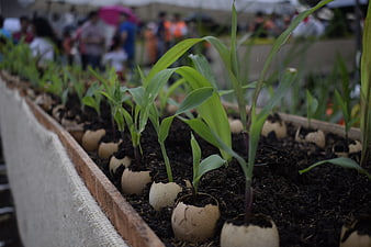 Young corn seedlings growing in eggshells in a wooden planter